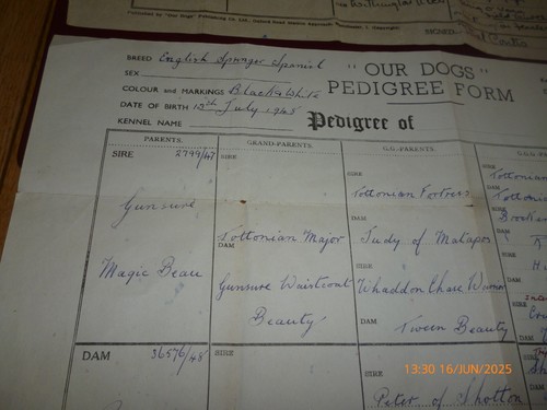 ENGLISH SPRINGER SPANIEL OUR DOGS PEDIGREE FORM x 2 1940s & LICENCE 1950 WINALOT - Picture 8 of 18