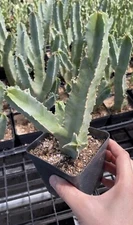 succulents live plants-Caralluma Speciosa (6”-8”）