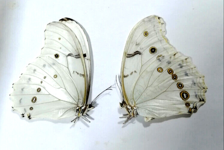 morpho polyphemus A2. some imperfections see quality,actual specimens.2 units