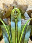 Rare Italian Toleware Floral Wall Sconce Vintage Hollywood Regency Metal Lilies  — photo 5