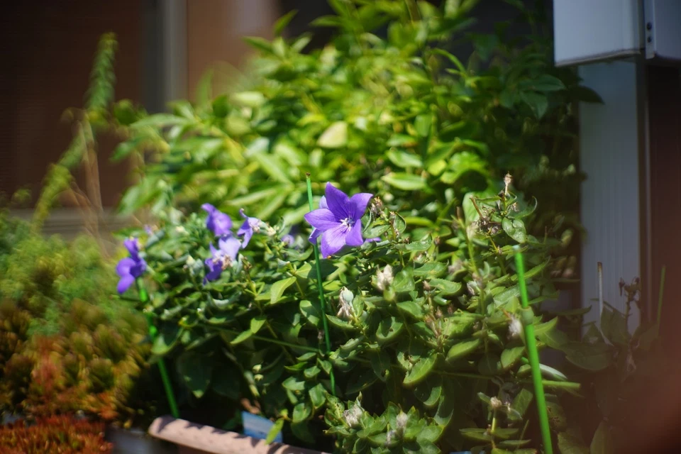 Lente Canon 50 mm f/1,2 probada [Exc+5] para telémetro de montaje en tornillo LTM L39 Leica Foto 2 de 4