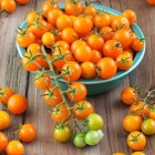 Sungold Tomato Seeds / Sun Gold Tomato Seeds F1 | Non GMO | Free Ship | 1030