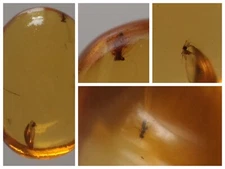 100 MILL. YEARS OLD BURMITE AMBER WITH ROACH LARVAE, MOSQUITO & FLY (ABR11/46)