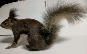 Aberts Squirrel Taxidermy