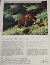 Weyerhaeuser Timber Picture Magazine Ad Advertisement Tree Farm Bear Vtg Decor