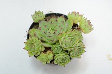 Pianta di SEMPERVIVUM TECTORUM Succulente Piante grasse succulenti vaso10 grassa