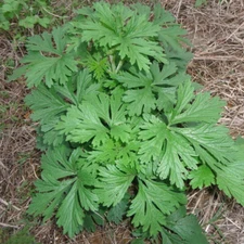 Mugwort  Seeds (Artemsia-Vulgaris) | Non-GMO | Herbs | Fresh Garden Seeds