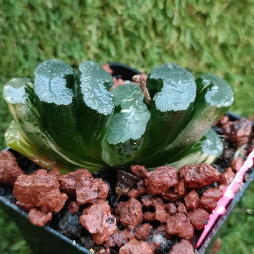 Haworthia Truncata “Saraku Siblings” variegatedabout 7cm succulent - Bild 4 von 4