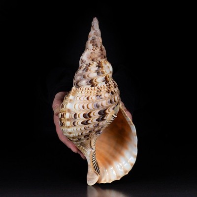 Charonia tritonis, Triton's Trumpet Sea Shell