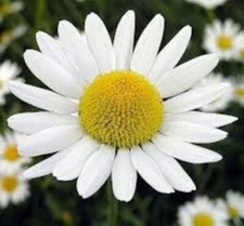 ROMAN CHAMOMILE SEEDS 100 Seeds, Anthemis nobilis, Organic, Herb, Tea Plant