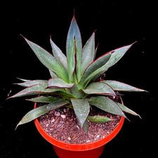 Agave Shaka Zulu hardy, succulent 19 cm diameter pot