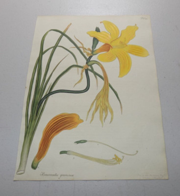 1802 Antique COLOR Floral Print  / GRASS-LEAVED DAYLILY, HEMEROCALLIS GRAMINEA