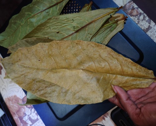 500 leaf Dried Indian Almond dry Leaves Catappa for Fish, Shrimp, Aquarium care - Picture 13 of 13