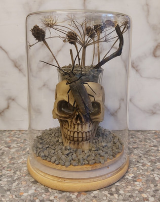 Taxidermie echter massiver Käfer auf Schädel Gesicht Ornament Kuppel Dekor/Entomologie neu