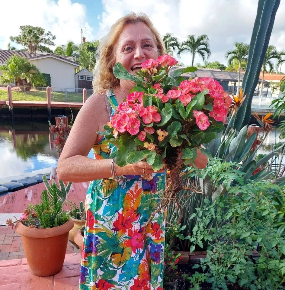 CROWN OF THORNS Euphorbia Milii Corona de Cristo  Thai Hybrid 14" Tall ROOTED - Image 4 of 4