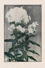 White Hydrangea Edna Boies Hopkins 1917 Arts and Crafts American Floral Woodcut