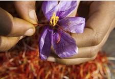 1 Gram Fresh Pure Organic Qaenat Saffron Zaffron Pemium Quality - Grade A 