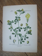 Antike Grafik Chromo-Lithographie Flora ~1890 Ackerklee (Trifolium procumbens)