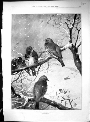 Alte 1896 Weihnachtsvögel Feldfarer Ye Salutation Inn Men Celebratio 19th