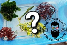 Mystery Algae 5 Pack - Refugium Macro Algae Saltwater Marine