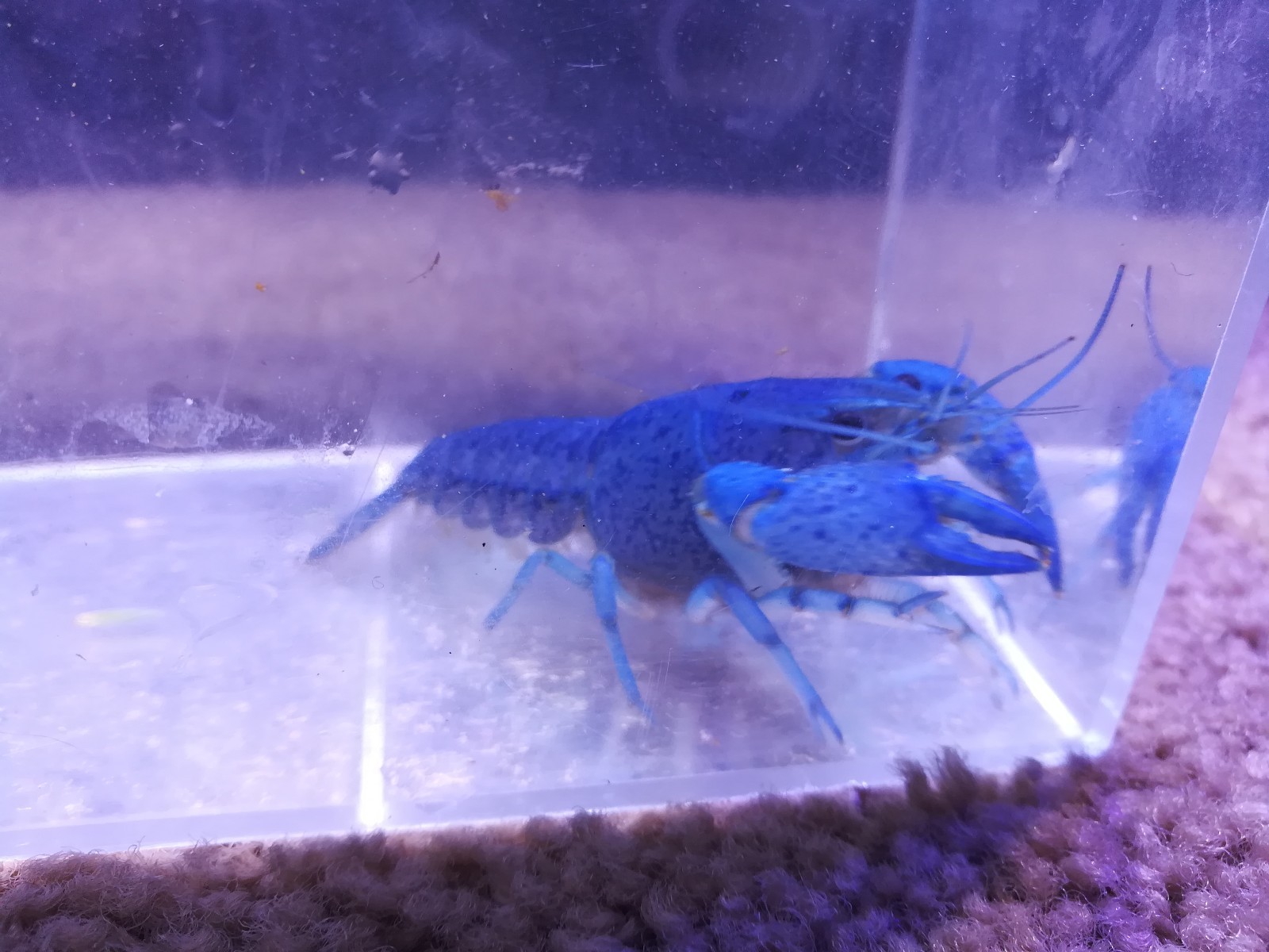 1 Female Electric Blue Crayfish crawfish crawdad lobster fish shrimp eBay
