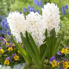 Easy to Grow Hyacinth White Pearl 10 Plant Bulbs, Spring Flowers Zones 4-8