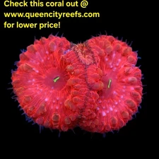 WYSIWYG - Hot Rod Red Blastomussa Frag - LPS - Live Coral