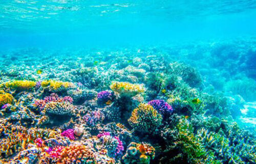 Wunderschöne Unterwasserlandschaft mit tropischen Fischen und Korallenriffen (14 - Bild 1 von 17