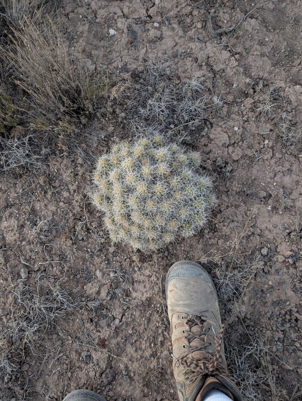 Claret Cup Cactus Echinocereus Triglochidiatus Mature Hardy Live Plant Rooted
