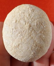 OURSIN FOSSILE DE CHARENTE , ECHINOLAMPAS