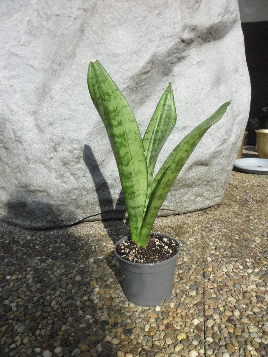 Sansevieria Trifasciata online kaufen | eBay.de