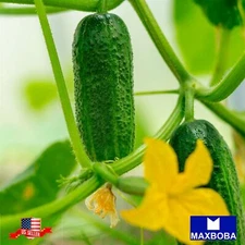 Cucumber Seeds - Pickling - Boston Pickling Non-GMO / Heirloom / Vegetable