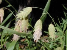100 NORTHERN SEA OATS Grass Inland Chasmanthium Seeds