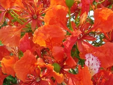 Royal Poinciana, Delonix regia, Tree Seeds (Showy Flowers, Fast, Tropical)