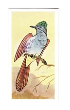 Sweetule Confectionery Tropical Birds Card 1954 #23 Cape Paradise Flycatcher