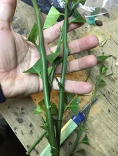 Meyers lemon , 3 fresh cuttings 6”, scion for grafting citrus budwood