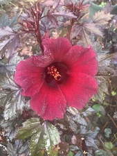 3 Cranberry hibiscus rooted With Seed Pods In 4” Pots