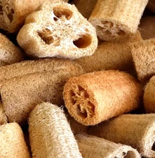 LUFFA SEEDS 20+ SPONGE GOURD vegetable GARDEN dishcloth NON GMO free SHIPPING