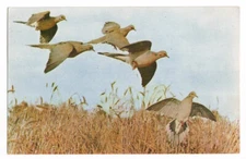 Augusta MI Postcard Michigan Kellogg Bird Sanctuary Doves