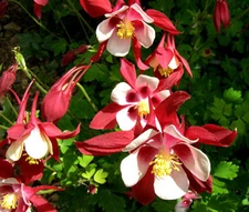 COLUMBINE CRIMSON STAR Aquilegia Caerulea - 250 Bulk Seeds