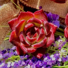 Live Echeveria Daredevil Succulent, Bare Root – Garden, Office, Wedding Favors