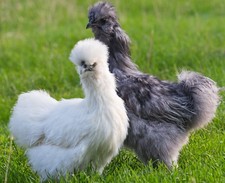 6-Pack Silkie/Comet/Maran Cross Chicken Hatching Eggs (Mystery Box!)