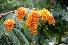 5 Seeds Colville’s Glory tropical Ornamental Orange Blooms Colvillea racemosa