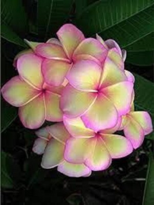 5 Light Pink Yellow Plumeria Seeds Plants Flower Flowers Perennial