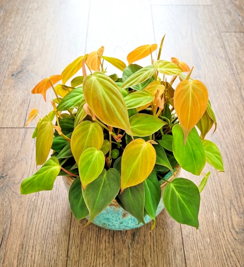 Sub-tropical Philodendron Houseplants for sale | eBay