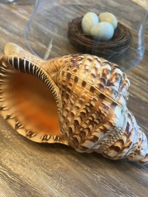 Huge Triton's Trumpet Tritonis Charonia 11.5  Seashell Shell Rare Beach Decor