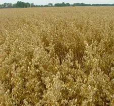 1/4 POUND BUCK FORAGE Oat Seed DEER MAGNET, PLANT NOW 