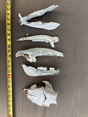 Real South Texas Half Pig Skull Lower Pig Jaw Lower Cow Jaw Lower Deer Jaw