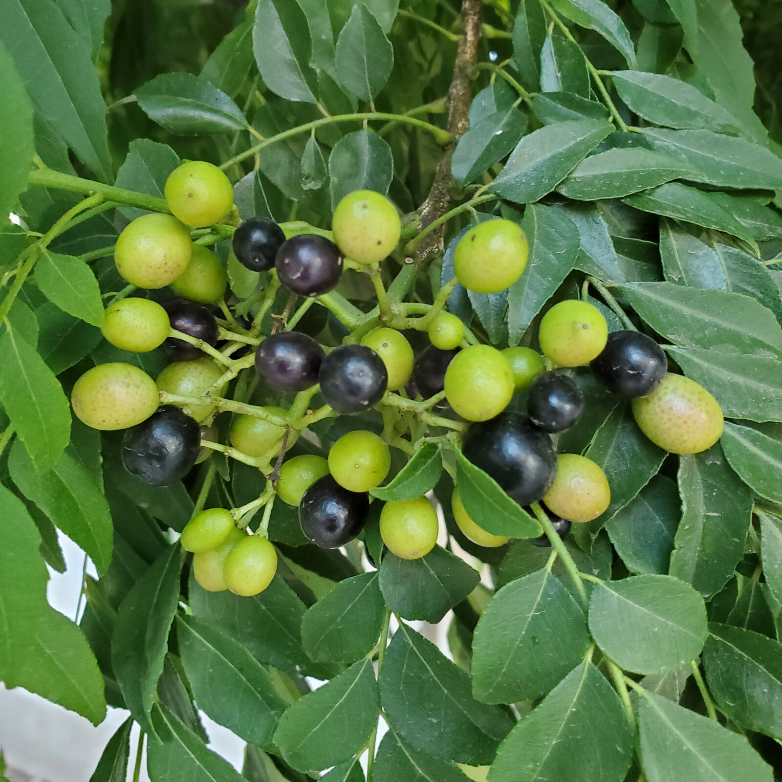 Indian Curry Leaf / Plant / Seeds kadi patta murraya koenigii