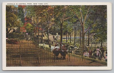Animal~Several Types of Animals In Central Park New York City~Vintage Postcard